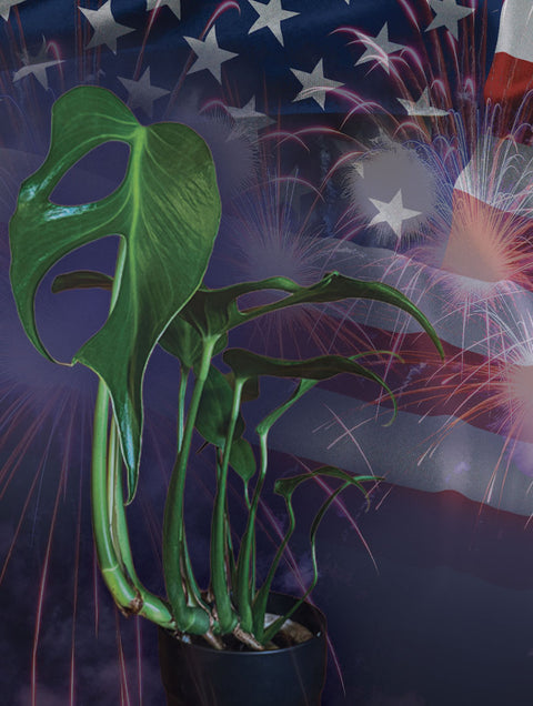 4th OF JULY PLANT SALE