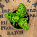 4" Aglaonema Pictum Tricolor - Uncommon Canopy