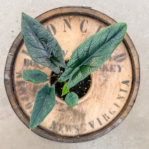 4" Alocasia Scalprum