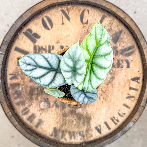 4" Alocasia Silver Dragon