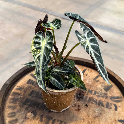 4" Alocasia Bambino Aurea variegated