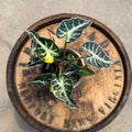 4" Alocasia Bambino Aurea variegated - Uncommon Canopy