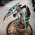 4" Alocasia Amazonica - Uncommon Canopy