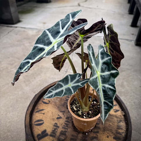 4" Alocasia Amazonica - Uncommon Canopy