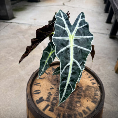 4" Alocasia Amazonica - Uncommon Canopy