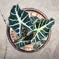 4" Alocasia Amazonica - Uncommon Canopy