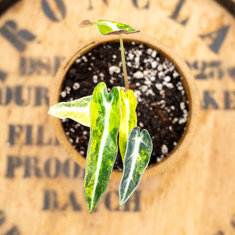 4" Alocasia Bambino Aurea variegated