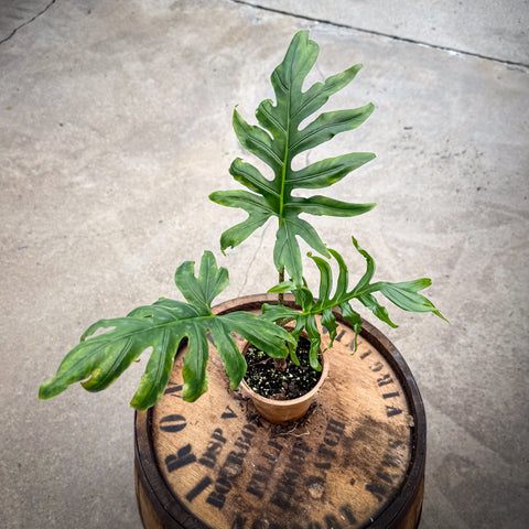 4" Alocasia Brancifolia