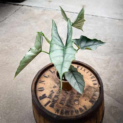 4" Alocasia Dragons Breath