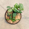 4" Amydrium Medium Silver - Uncommon Canopy