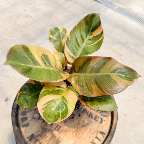 4" Philodendron Black Cardinal Variegated