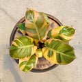 4" Philodendron Black Cardinal Variegated - Uncommon Canopy