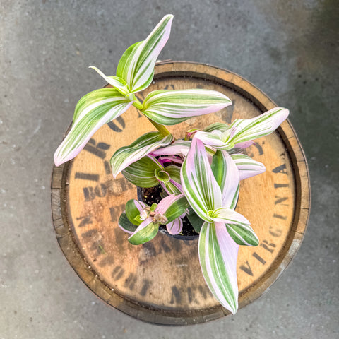 4" Bubblegum Tradescantia
