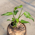 4" Monstera Burle Marx Flame - Uncommon Canopy