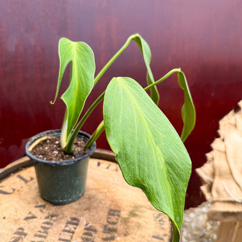 4" Monstera Burle Marx Flame