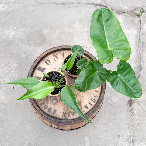 4" Burle Marx Bundle