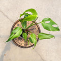 4" Monstera Burle Marx Flame - Uncommon Canopy