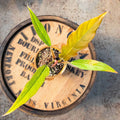 Philodendron Caramel Pluto - Uncommon Canopy