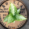 Dieffenbachia Snow - Uncommon Canopy