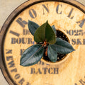 4" Ficus Burgundy - Uncommon Canopy