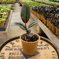 4" Ficus Burgundy - Uncommon Canopy
