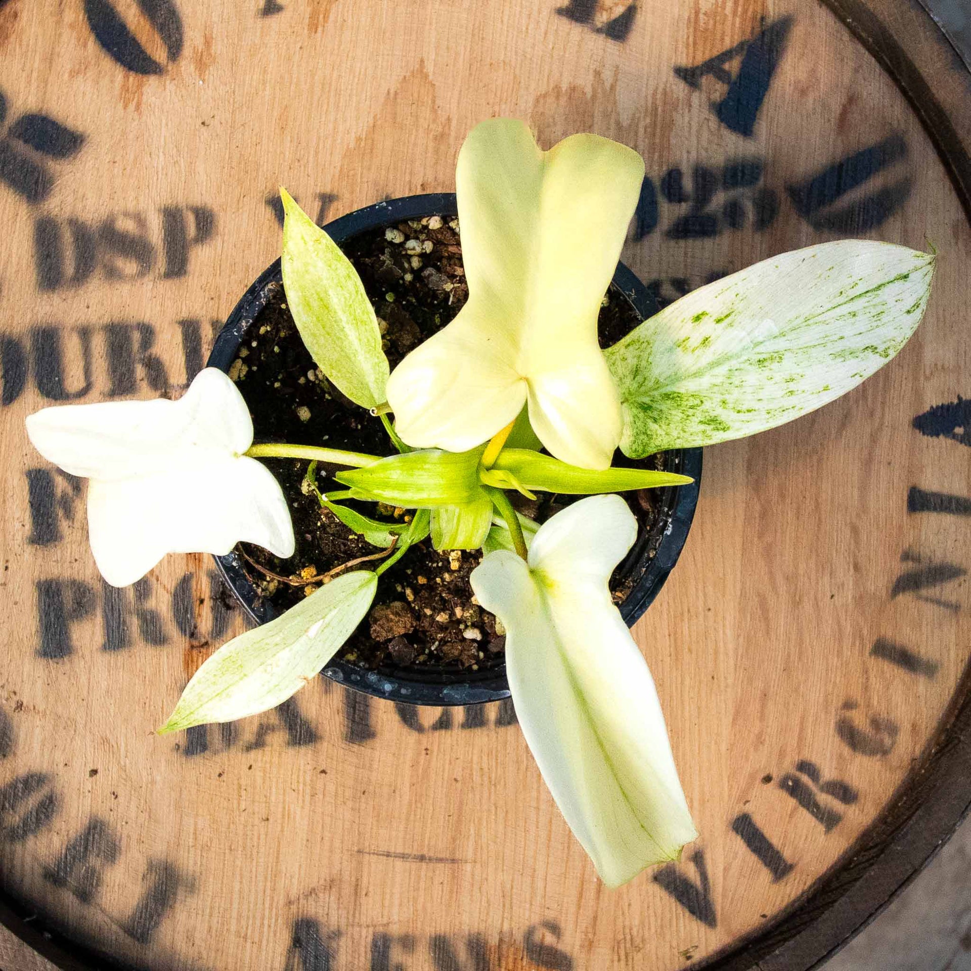 white ghost lily 4" Philodendron Florida Ghost – Uncommon Canopy