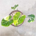4" Philodendron Gloriosum Aurea - Uncommon Canopy