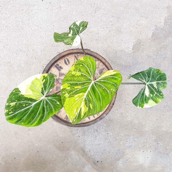 philodendron gloriosum radiante 4" Philodendron Gloriosum Aurea – Uncommon Canopy