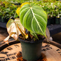Philodendron Gloriosum - Uncommon Canopy