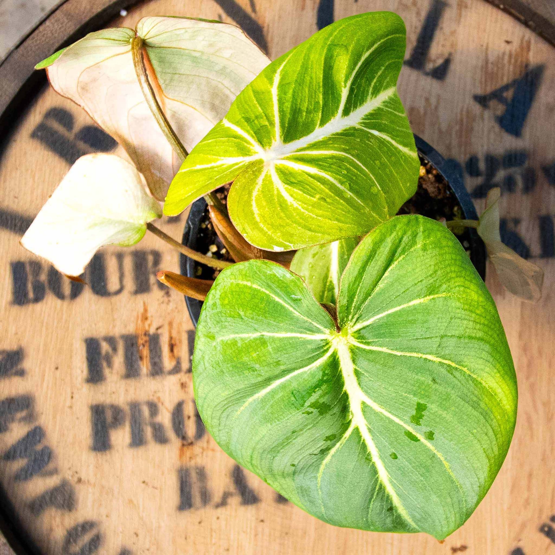 philodendron gloriosum rare 4" Philodendron Gloriosum – Uncommon Canopy
