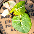 Philodendron Gloriosum - Uncommon Canopy