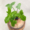 4" Philodendron Golden Dragon - Uncommon Canopy