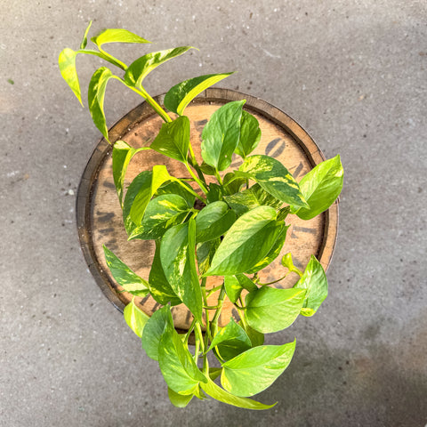 4" Golden Pothos