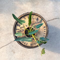 4" Philodendron Spiritus Sancti - Uncommon Canopy