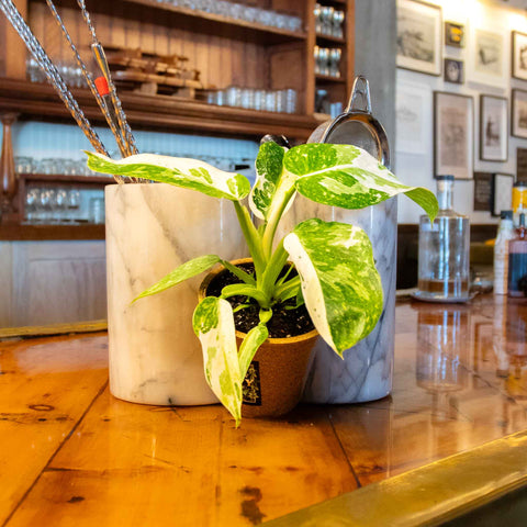 Philodendron Jose Buono - Uncommon Canopy