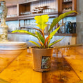Philodendron Jungle Boogie - Uncommon Canopy