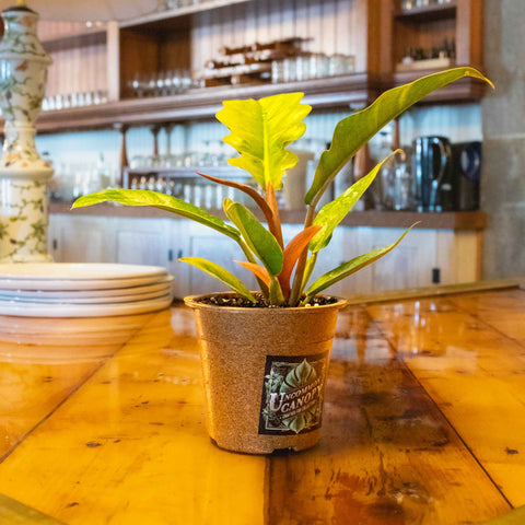 Philodendron Jungle Boogie - Uncommon Canopy