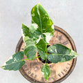 Alocasia Macrorrhiza Variegata - Uncommon Canopy