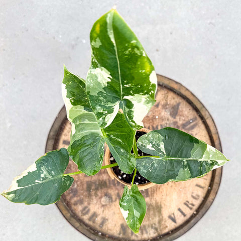 Alocasia Macrorrhiza Variegata