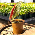Begonia Maculata Wightii - Uncommon Canopy