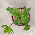 4" Philodendron Mayoi - Uncommon Canopy