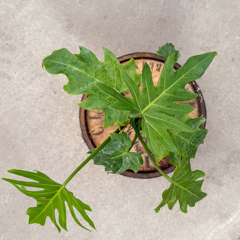 4" Philodendron Mayoi - Uncommon Canopy