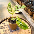 4" Monstera Adansonii Aurea variegated - Uncommon Canopy