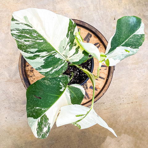 6" Monstera Albo - Uncommon Canopy