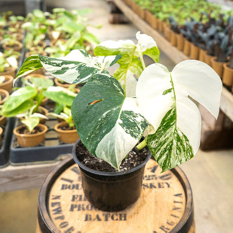6" Monstera Albo - Uncommon Canopy