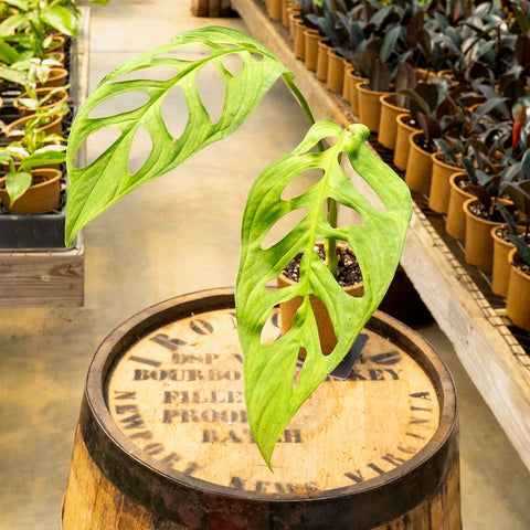 Monstera Esqueleto