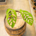Monstera Esqueleto - Uncommon Canopy