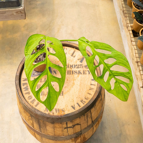 Monstera Esqueleto