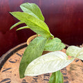 4" Monstera Laniata Mint Variegated - Uncommon Canopy