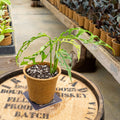 4" Monstera Oblique Peru - Uncommon Canopy